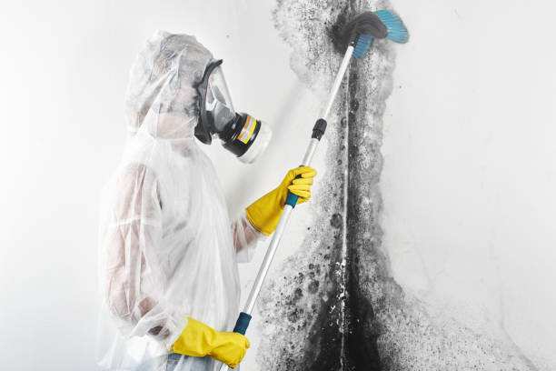 Best Biohazard Mold Removal  in Long Grove, IL