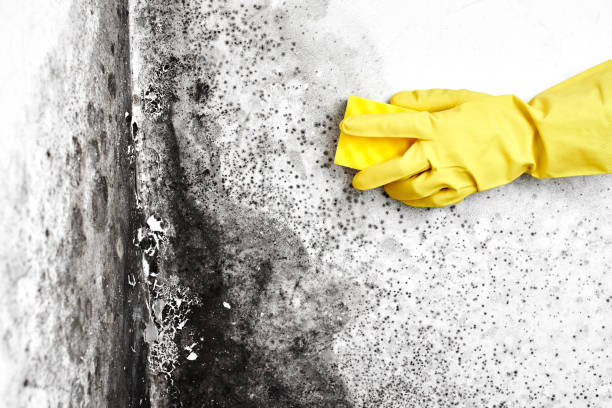 Best Industrial Mold Remediation  in Long Grove, IL
