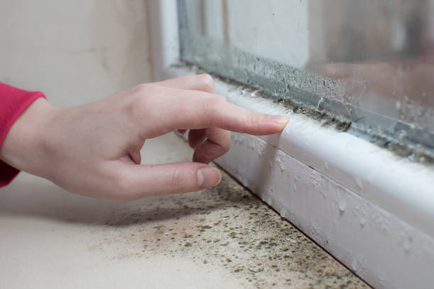 Best Water Damage & Mold Remediation  in Long Grove, IL
