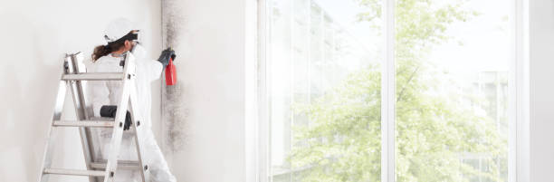 Best Mold Documentation for Insurance Claims  in Long Grove, IL